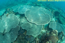 table corals